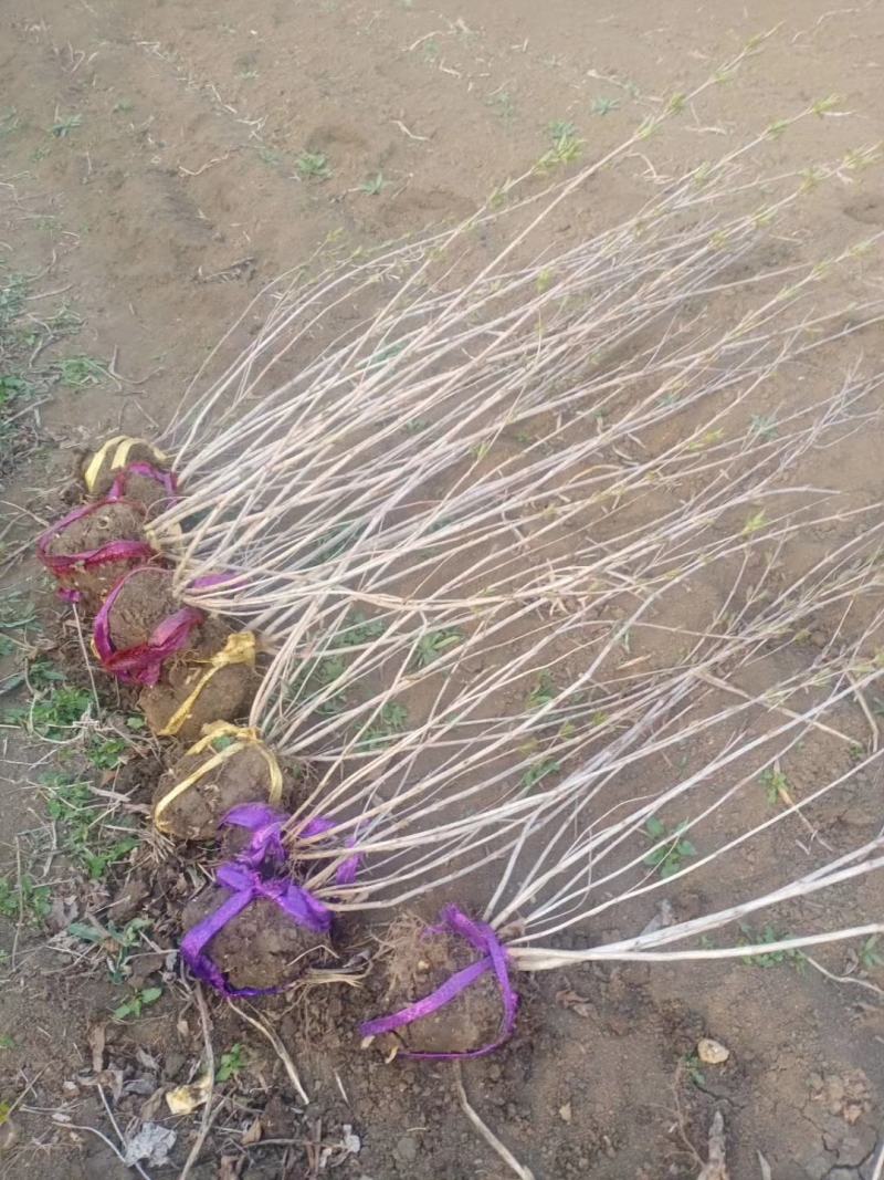 红王子锦带基地大量供应中，江苏宿迁沭阳县基地直销无中间商
