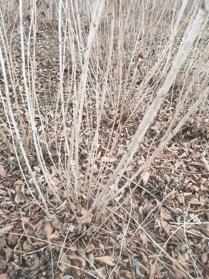 红王子锦带基地大量供应中，江苏宿迁沭阳县基地直销无中间商