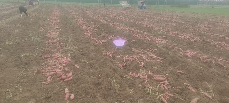 红薯
