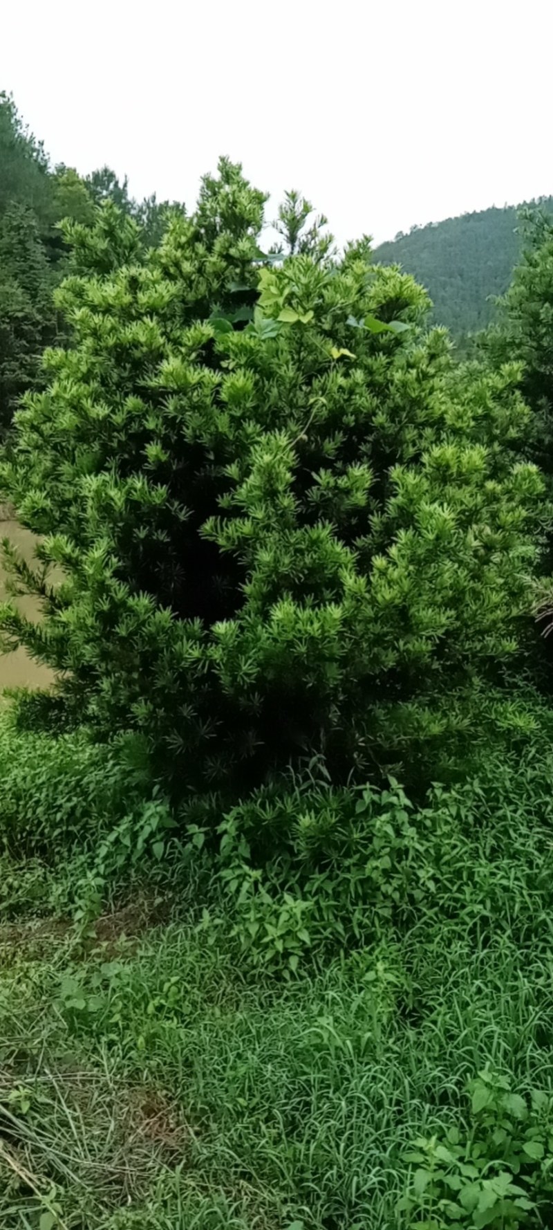 罗汉松，毛坯，造型都有，树形优美，成活率高。