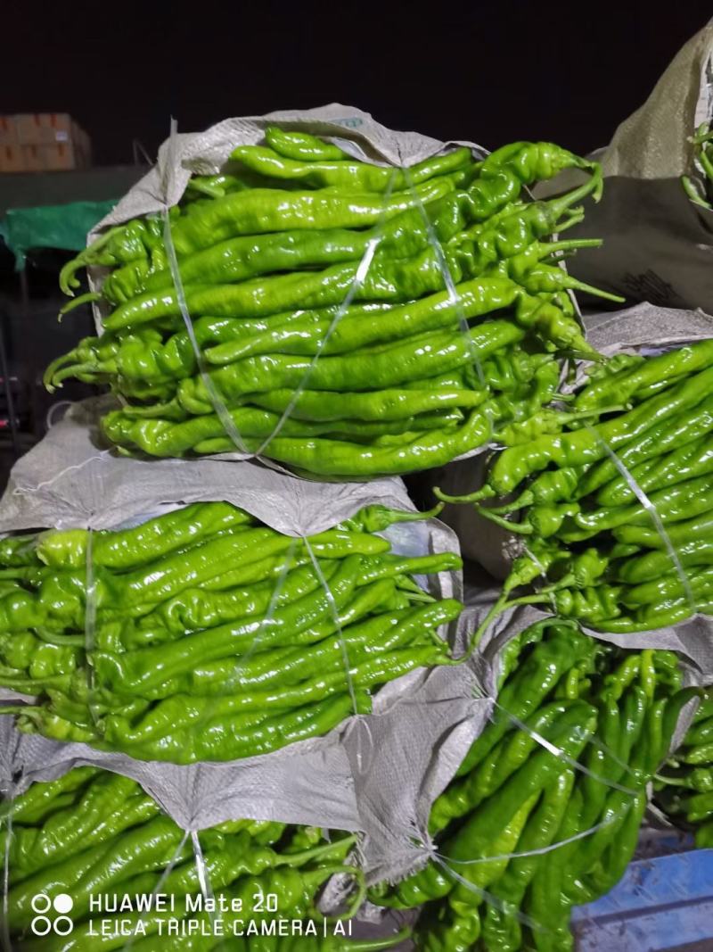 河南辣椒夏邑县鲜辣椒陇椒薄皮椒微辣特辣条形