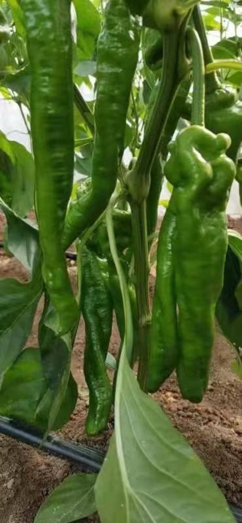 河南辣椒夏邑县鲜辣椒陇椒薄皮椒微辣特辣条形