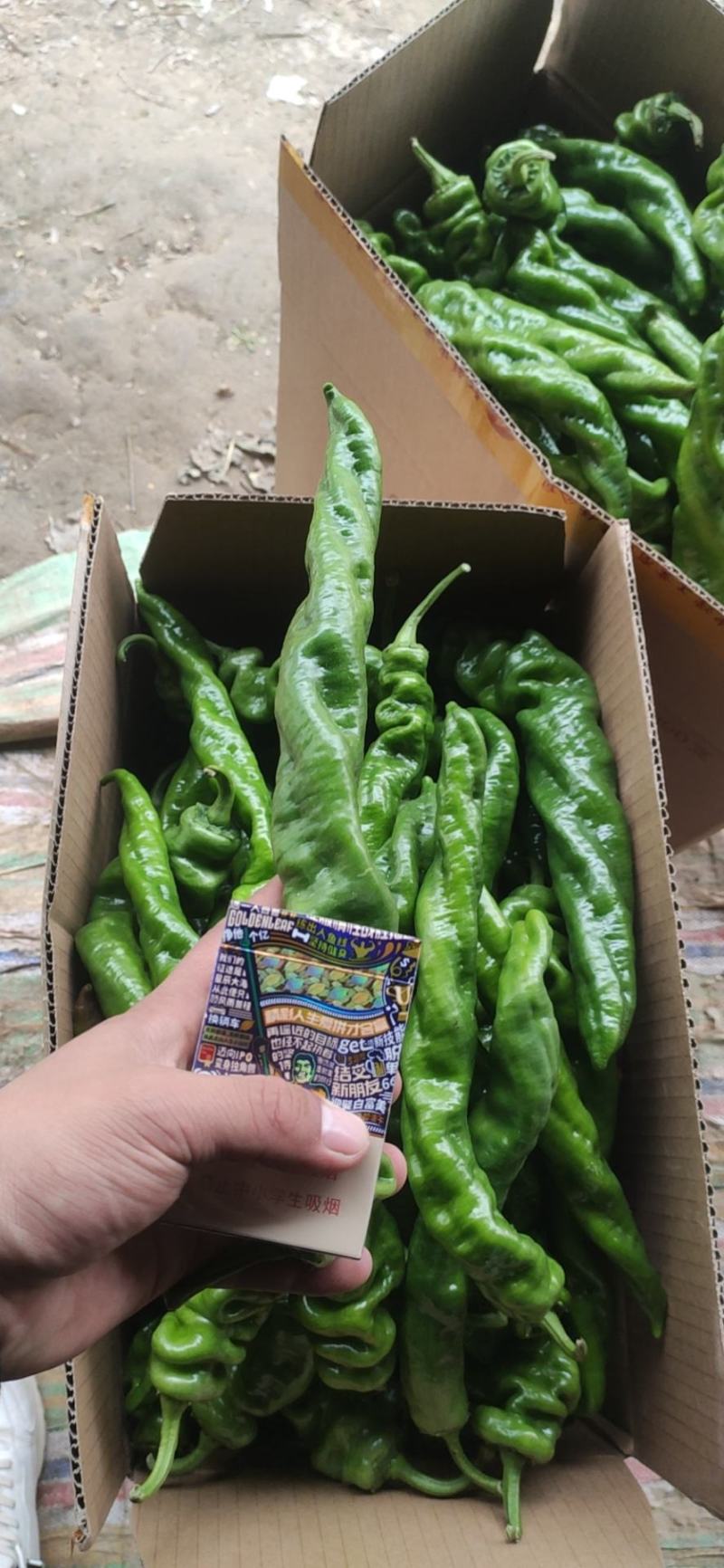 河南辣椒夏邑县鲜辣椒陇椒薄皮椒微辣特辣条形