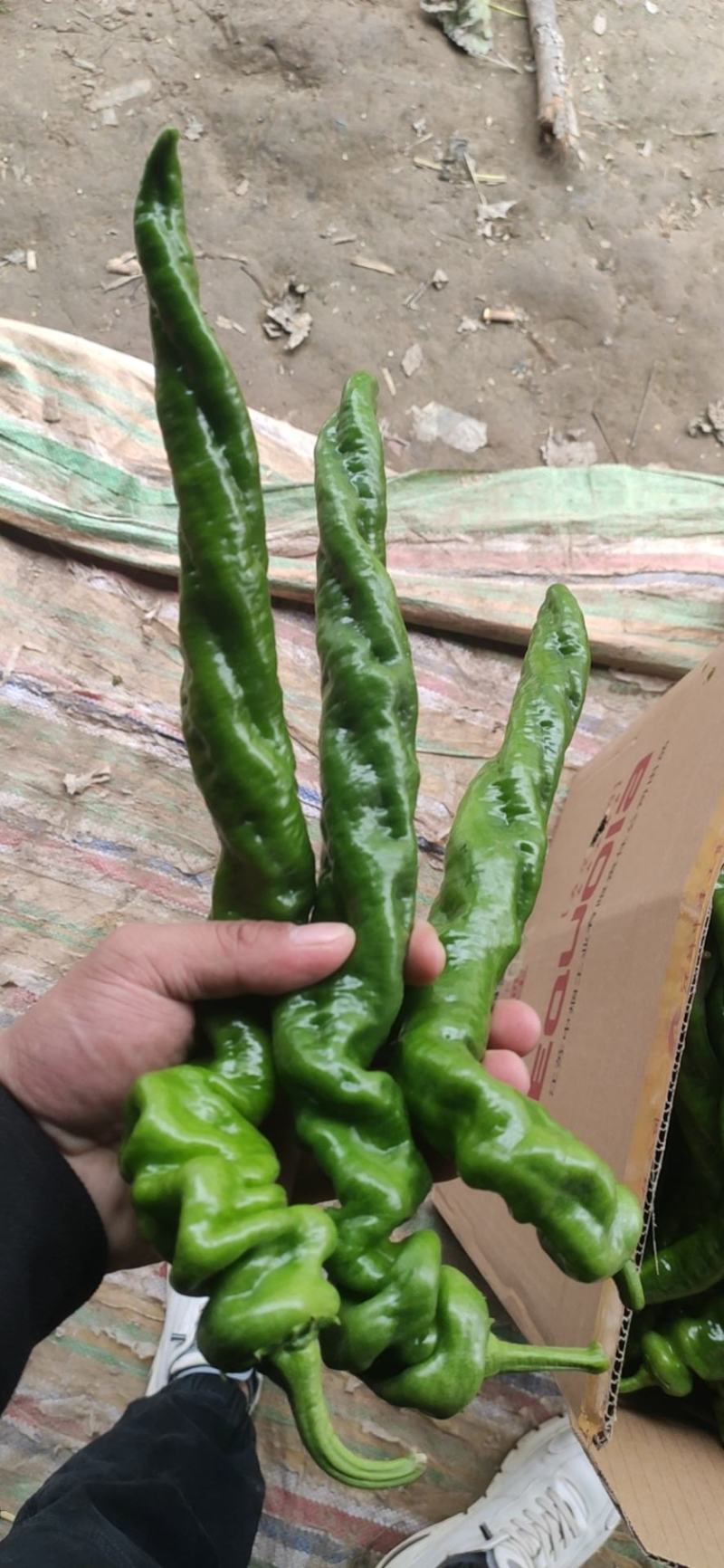 河南辣椒夏邑县鲜辣椒陇椒薄皮椒微辣特辣条形