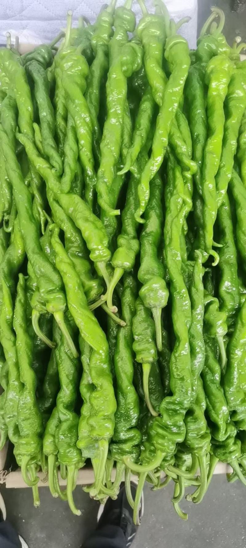 河南辣椒夏邑县鲜辣椒陇椒薄皮椒微辣特辣条形