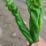 河南辣椒夏邑县鲜辣椒陇椒薄皮椒微辣特辣条形