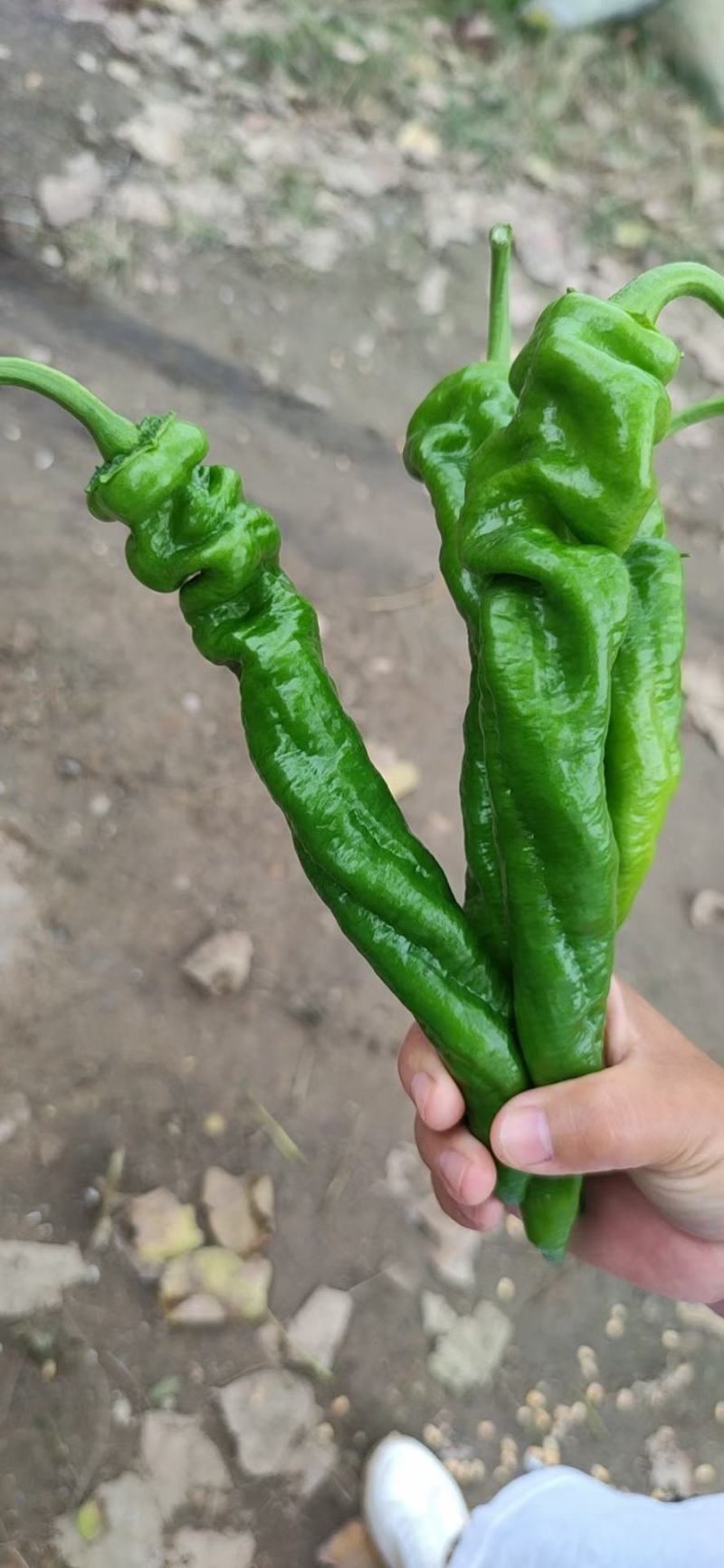 河南辣椒夏邑县鲜辣椒陇椒薄皮椒微辣特辣条形