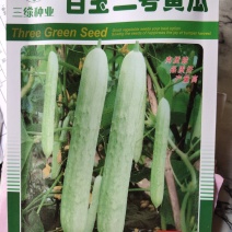 白玉二号黄瓜种子，早熟，春季播种，瓜皮白绿色，耐低温。