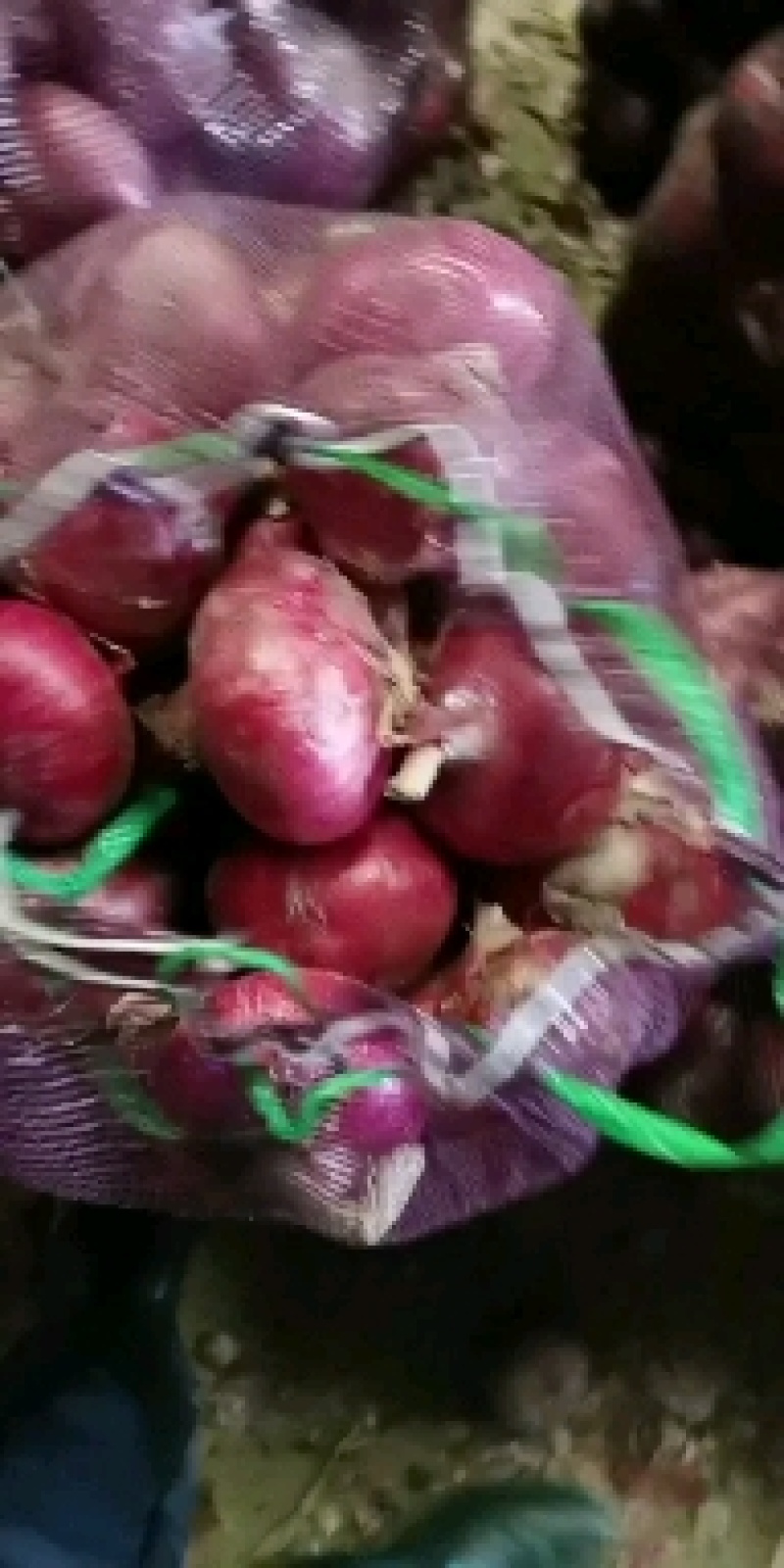 洋葱精品扁葱质量好价格合理全年批发有货欢迎采购