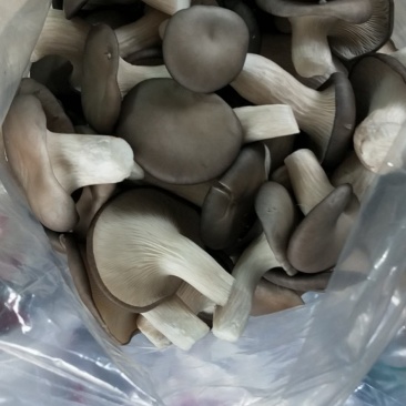 秀珍菇出售，量大从优，产地直发，各种包装，精品，通货都可