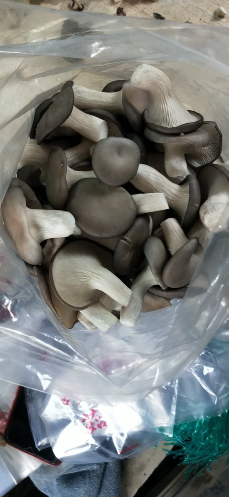 秀珍菇出售，量大从优，产地直发，各种包装，精品，通货都可