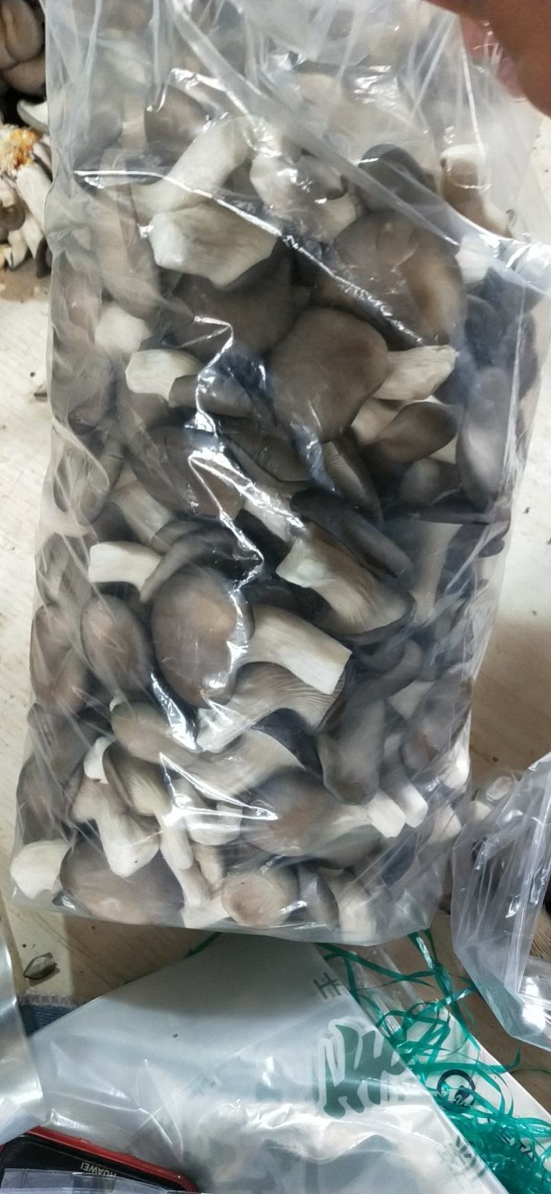 秀珍菇出售，量大从优，产地直发，各种包装，精品，通货都可