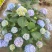 木本绣球花基地大量供应中，江苏宿迁沭阳县基地直销无中间商