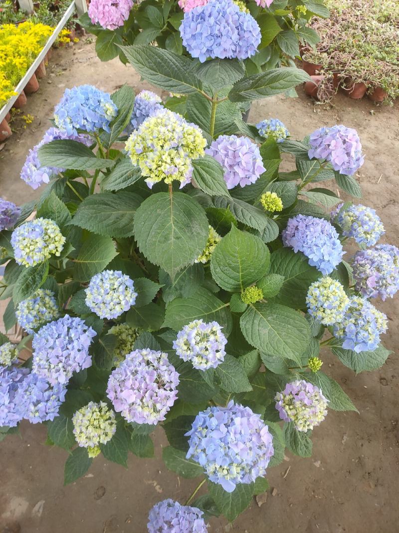 木本绣球花基地大量供应中，江苏宿迁沭阳县基地直销无中间商