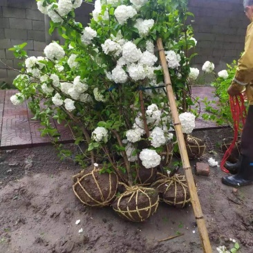 木本绣球花基地大量供应中，江苏宿迁沭阳县基地直销无中间商