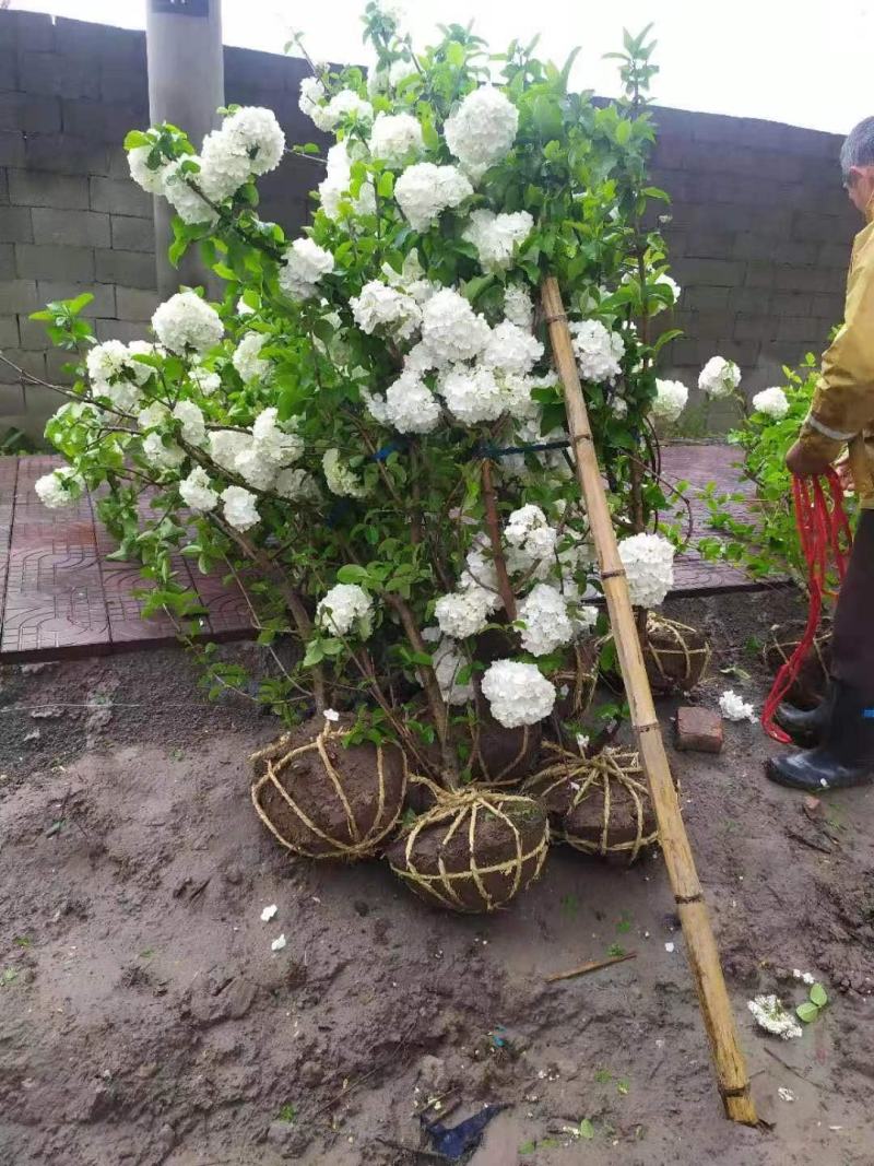 木本绣球花基地大量供应中，江苏宿迁沭阳县基地直销无中间商
