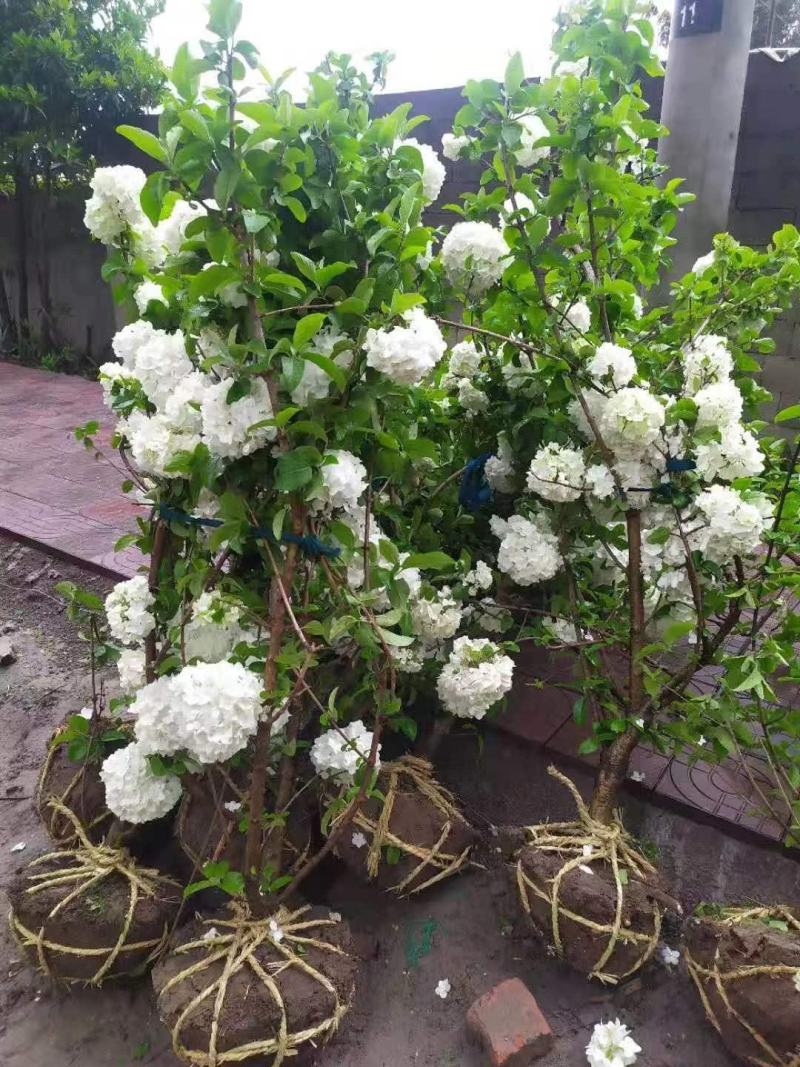 木本绣球花基地大量供应中，江苏宿迁沭阳县基地直销无中间商