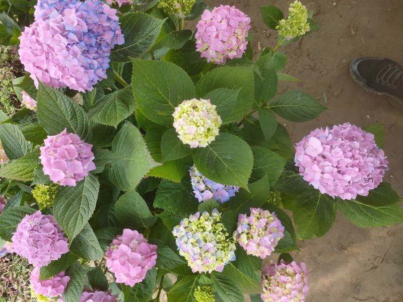 木本绣球花基地大量供应中，江苏宿迁沭阳县基地直销无中间商