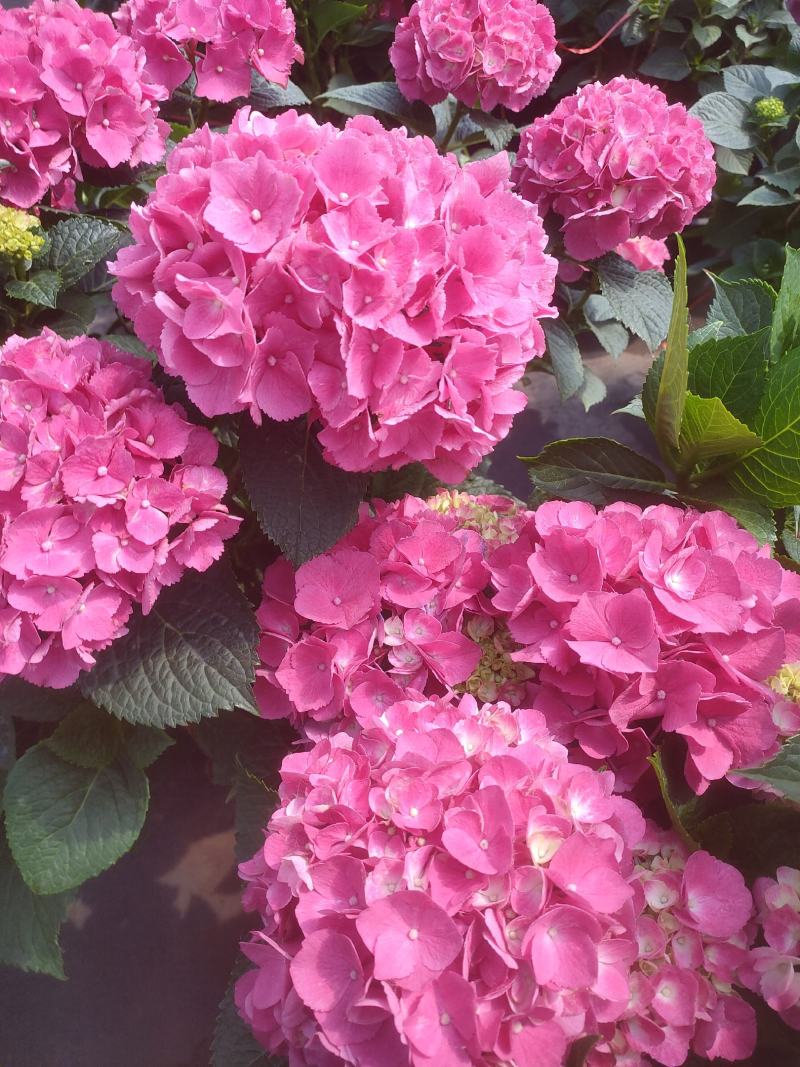 木本绣球花基地大量供应中，江苏宿迁沭阳县基地直销无中间商
