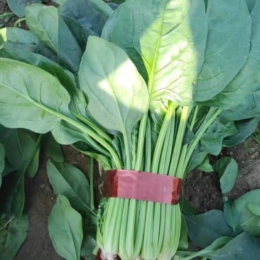 潍坊菠菜，小叶，大叶菠菜，绿油油的质量好