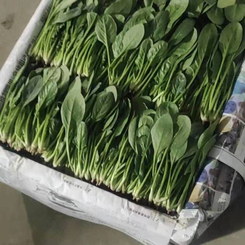 潍坊菠菜，小叶，大叶菠菜，绿油油的质量好