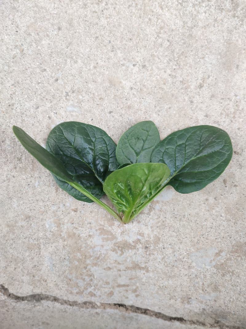 趴地菠菜黑圆叶菠菜