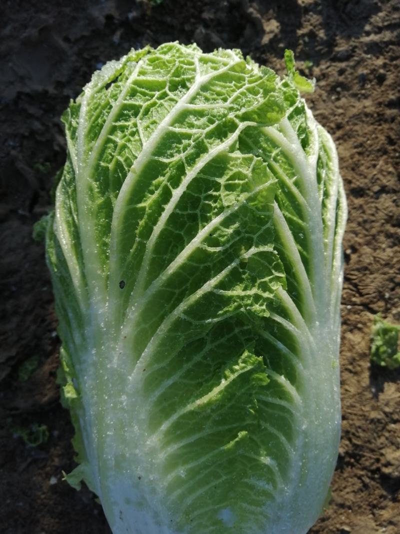 白菜
