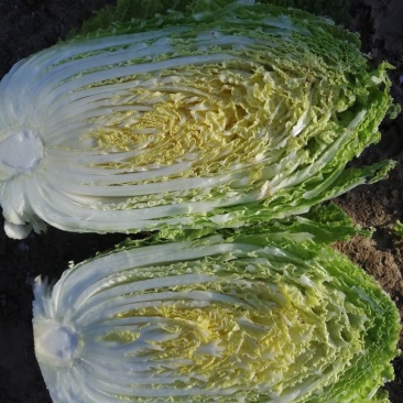 白菜