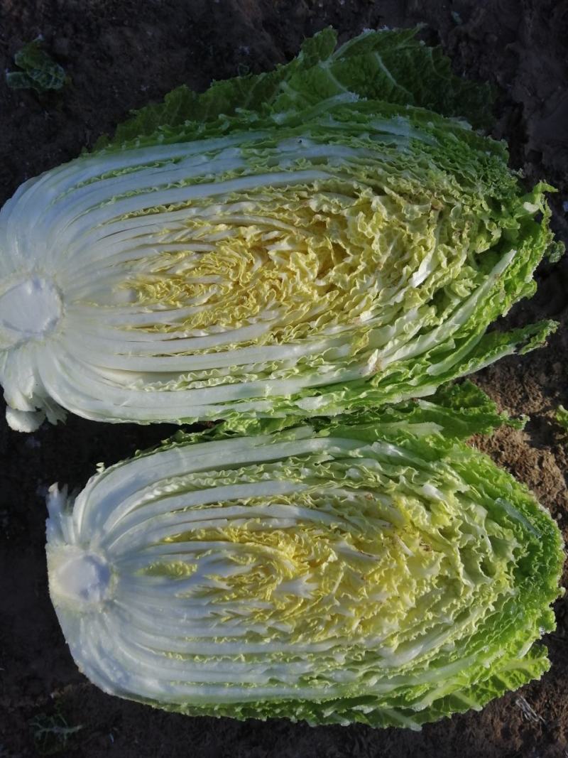 白菜