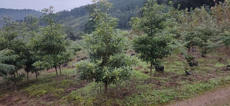 绿化苗木小叶金丝楠苗木盆景盆栽景观树金丝楠苗木