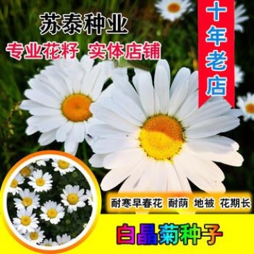 白晶菊种子小白菊晶晶菊种子四季易种庭院阳台种子景观花海