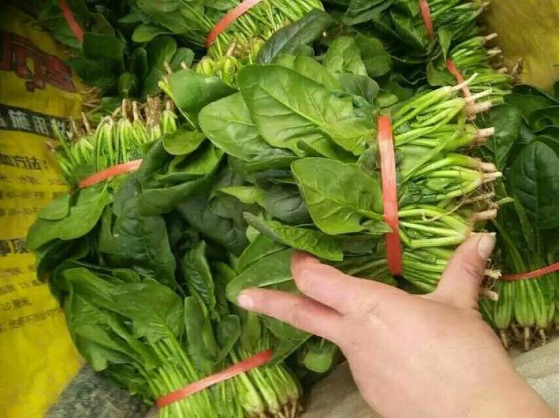 精品【大叶菠菜】产地直供品质保证货量充足价格便宜