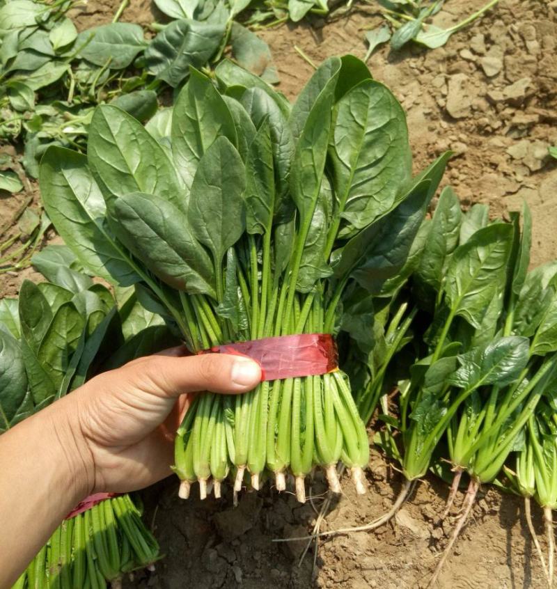 精品【大叶菠菜】产地直供品质保证货量充足价格便宜