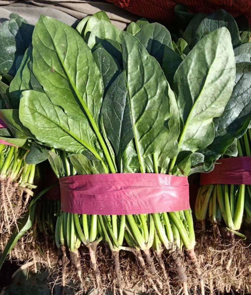 精品【大叶菠菜】产地直供品质保证货量充足价格便宜