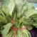 精品【大叶菠菜】产地直供品质保证货量充足价格便宜