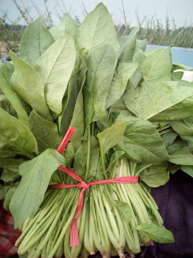 精品【大叶菠菜】产地直供品质保证货量充足价格便宜
