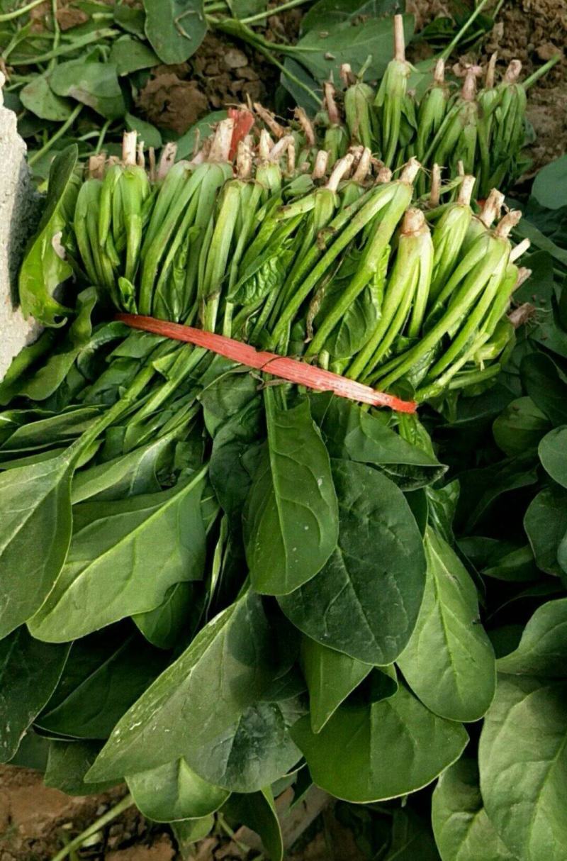 精品【大叶菠菜】产地直供品质保证货量充足价格便宜