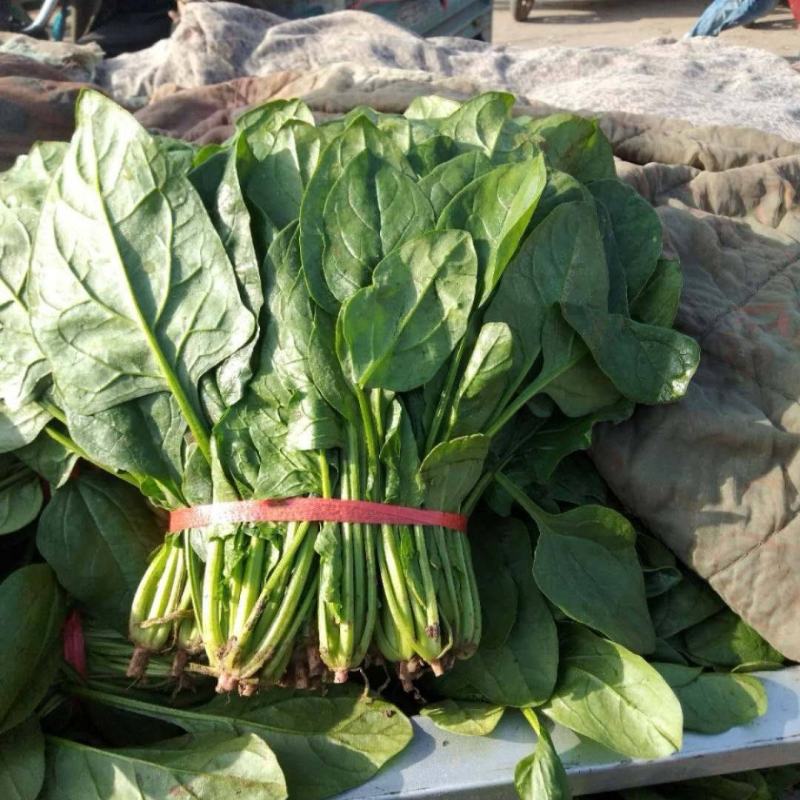 精品【大叶菠菜】产地直供品质保证货量充足价格便宜