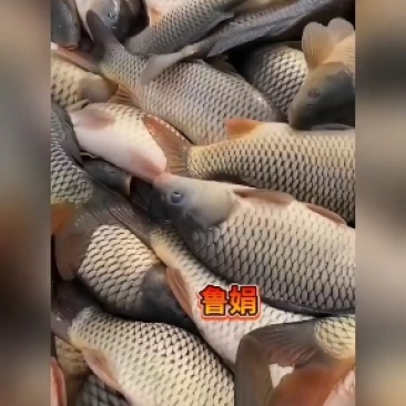 山东鲤鱼