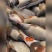 山东鲤鱼