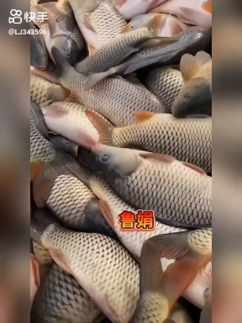 山东鲤鱼