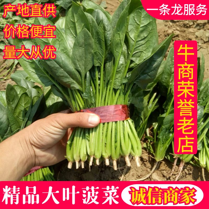 精品【大叶菠菜】产地直供品质保证货量充足价格便宜