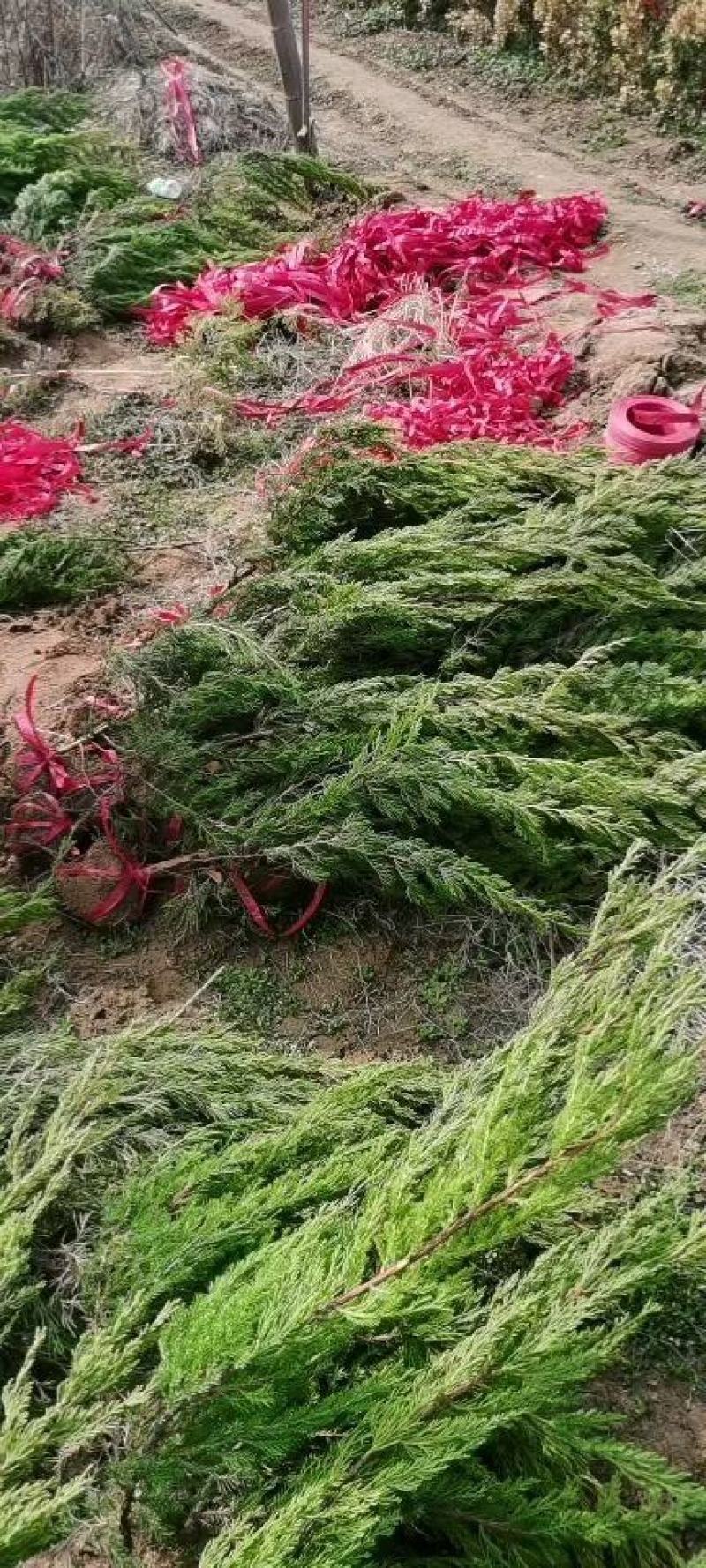 1米龙柏条价格1米2高龙柏基地批发价格，量大优惠