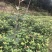 五彩桂花小苗价格20公分-30公分-40公分五彩桂花基地