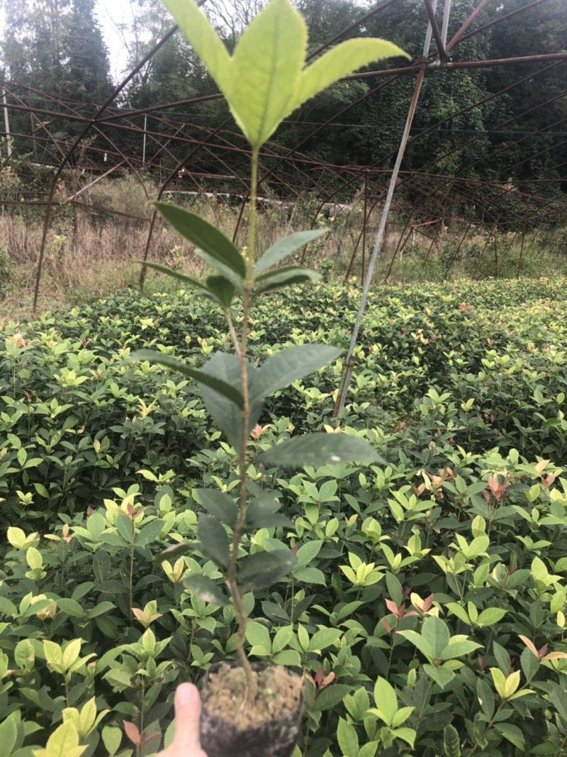 五彩桂花小苗价格20公分-30公分-40公分五彩桂花基地