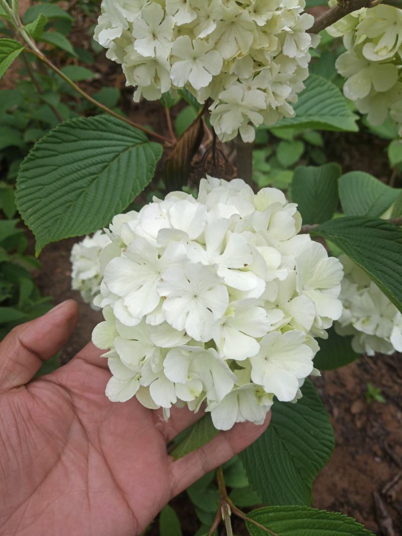 木绣球基地批发木绣球价格便宜木绣球工程苗