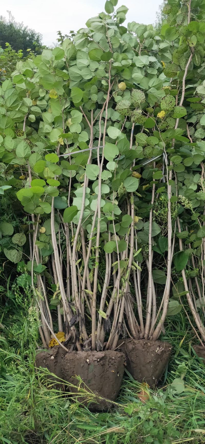 【优选】丛生紫荆1米8高到2米5各种规格丛生紫荆基地批发