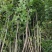 【优选】丛生紫荆1米8高到2米5各种规格丛生紫荆基地批发