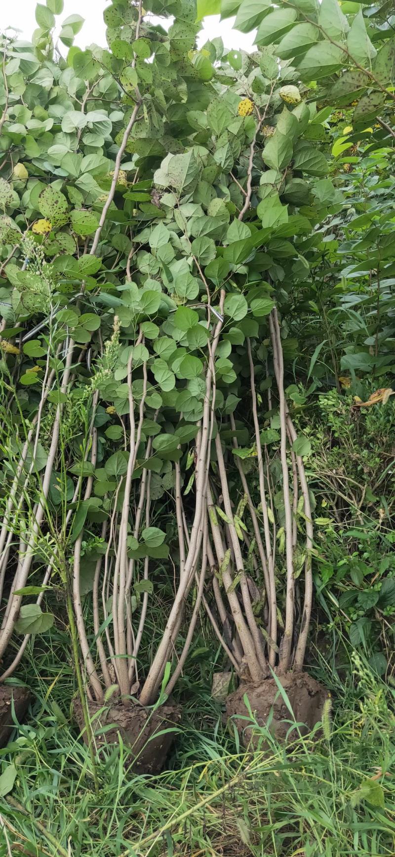 【优选】丛生紫荆1米8高到2米5各种规格丛生紫荆基地批发