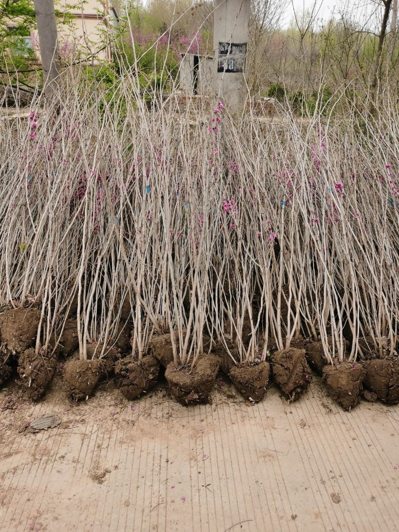 【优选】丛生紫荆1米8高到2米5各种规格丛生紫荆基地批发